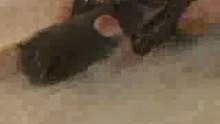 kisalasu