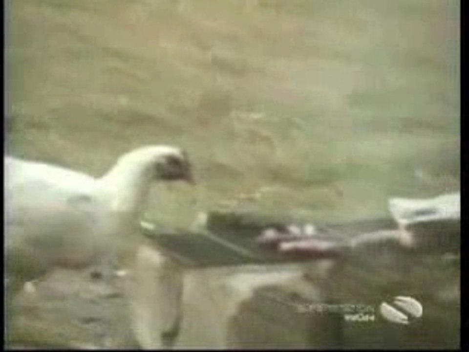 Animal_Thieves