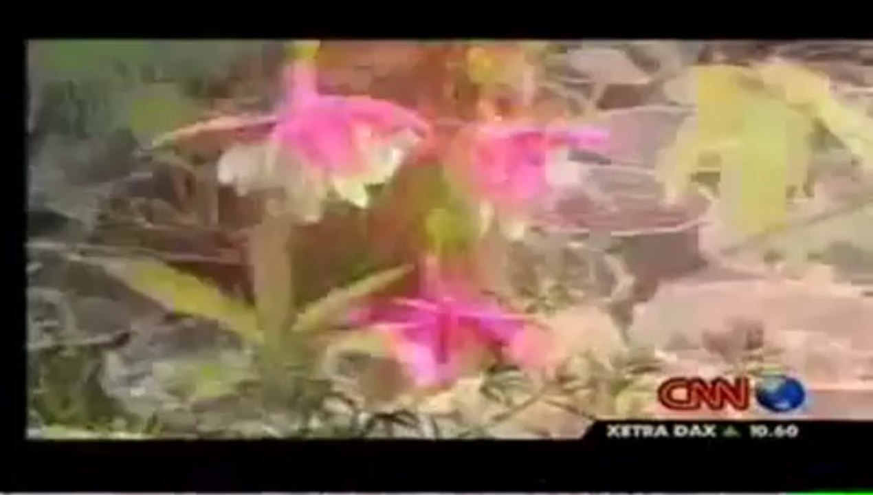 Flower Miracle - Bloom When hear the Azan - CNN