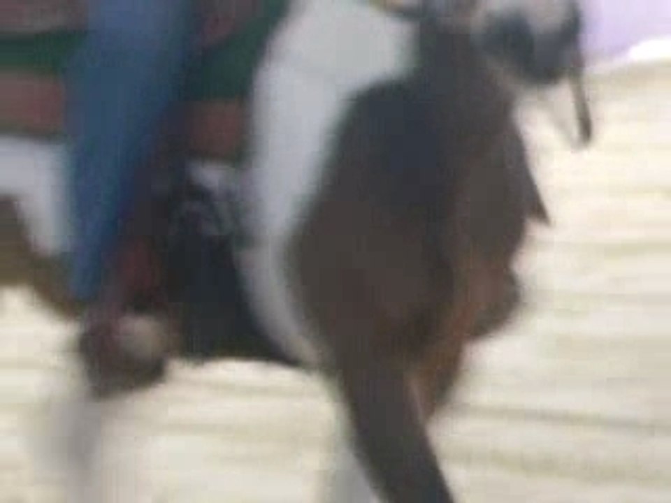 Chevaux à vendre