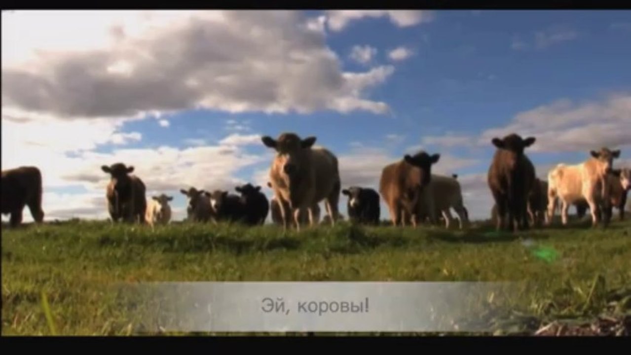 Une vache se fais percuté en voiture violament et se relève
