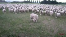 Troupeau de mouton qui réponde quand on leurs parlent