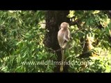 Uttarakhand: Hanuman Langur in its Natural Habitat