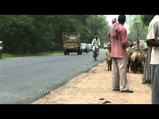 Goatherd with his goats in rthe streets of Mussoorie