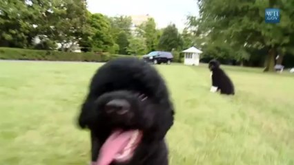 Obamas welcome new dog 'Sunny' to White House
