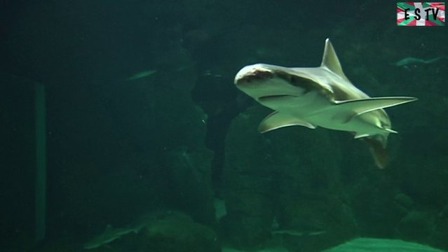 Biarritz: Les terribles Requins du Musee de la mer - Euskadi Surf TV