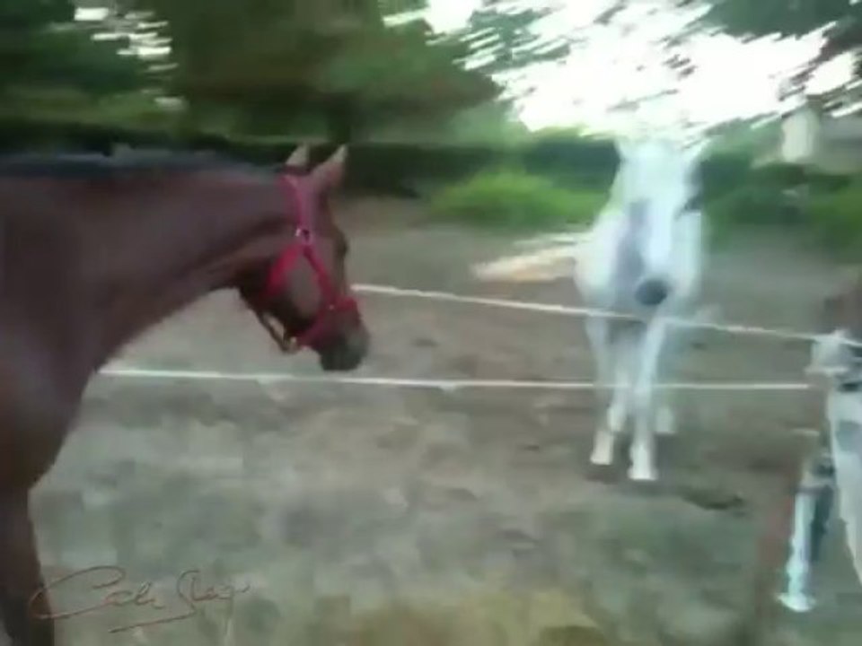 Aurore Sybelle au paddock