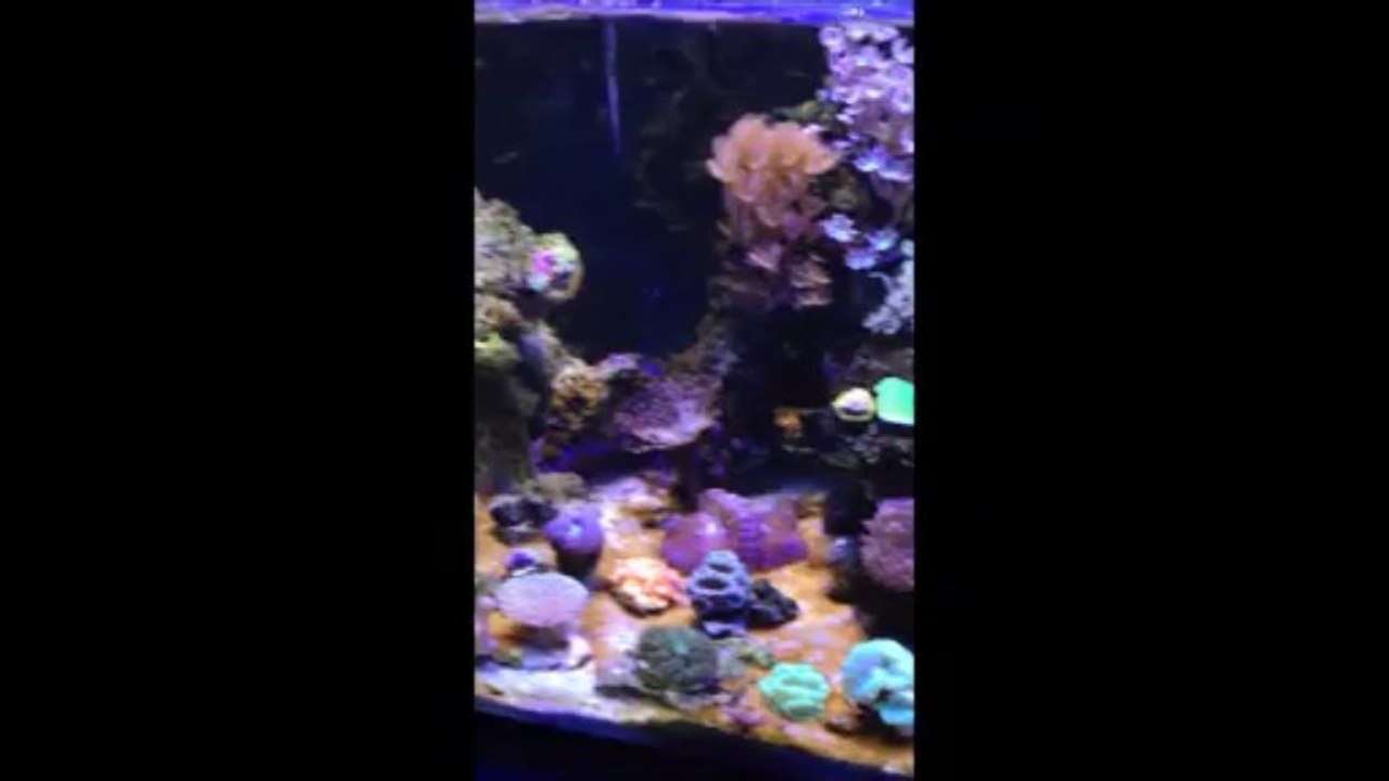 mi reef