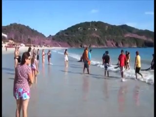 TG 19.08.13 Spiaggiamento delfini