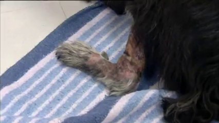 Lucio, el perro ciego que se libra de la muerte en el río Ebro