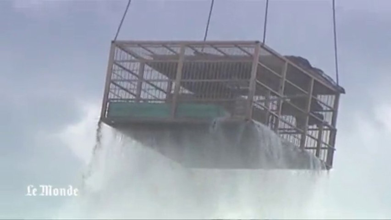 Inondations en Russie : deux ours bruns sauvés des eaux