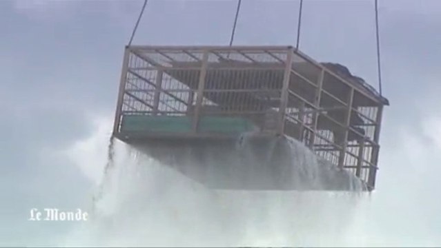 Inondations en Russie : deux ours bruns sauvés des eaux