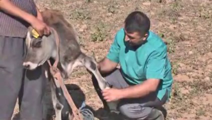 5 ayaklı "Paşa" ilgi odağı oldu