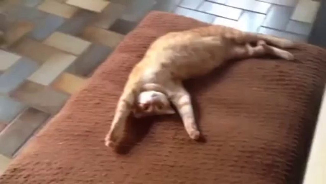 Pauvre chien - Un chat squatte le tapis du chien