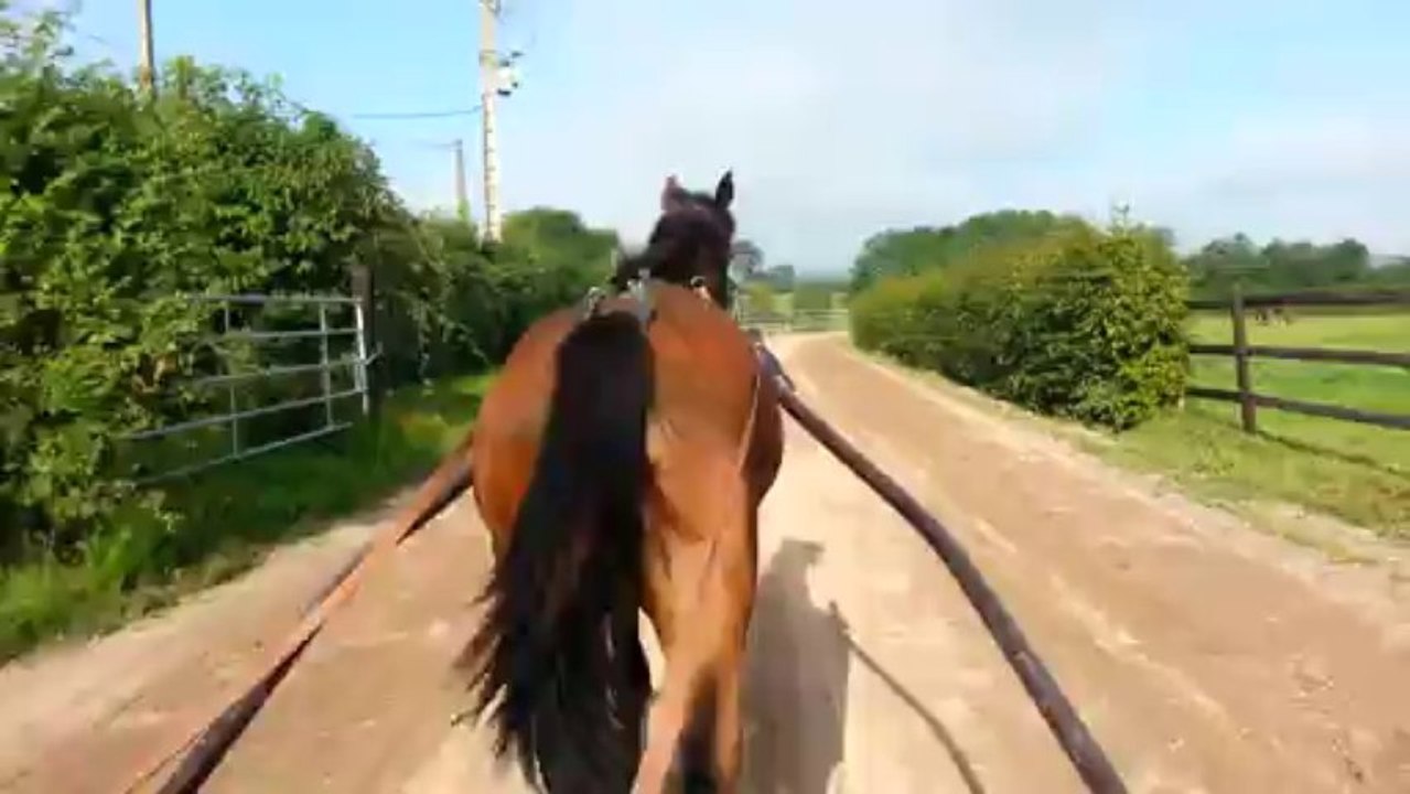 Calie de Pommeraye, 3ème semaine de débourrage!