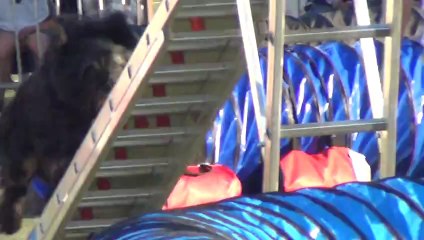 finale luxembourg briard