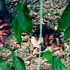 Why my cat is so stupid but funny? ; )) #cat