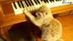 cat playing piano funny clips