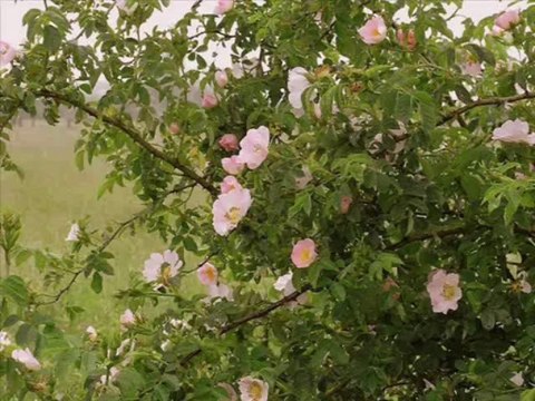 L'EGLANTINE - Poème - Marcelline DESBORDES-VALMORE- 1786-1859