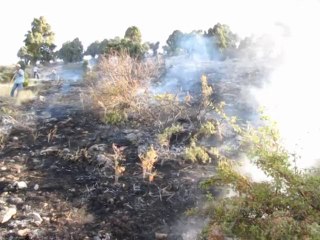 Kavak Köyünde orman yangını