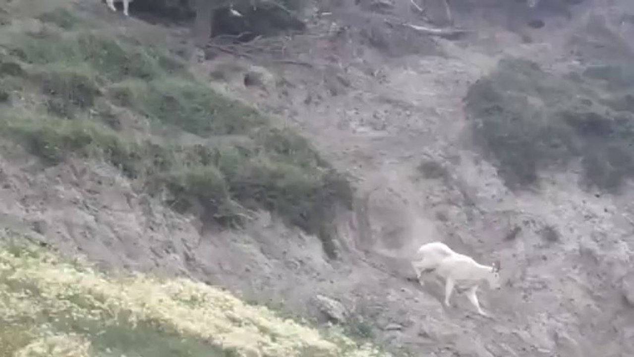 La toison blanche