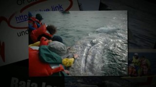 Gray Whales: Learn About Gray Whales with Baja’s Whale Watching Tour Operator (562) 889-4016