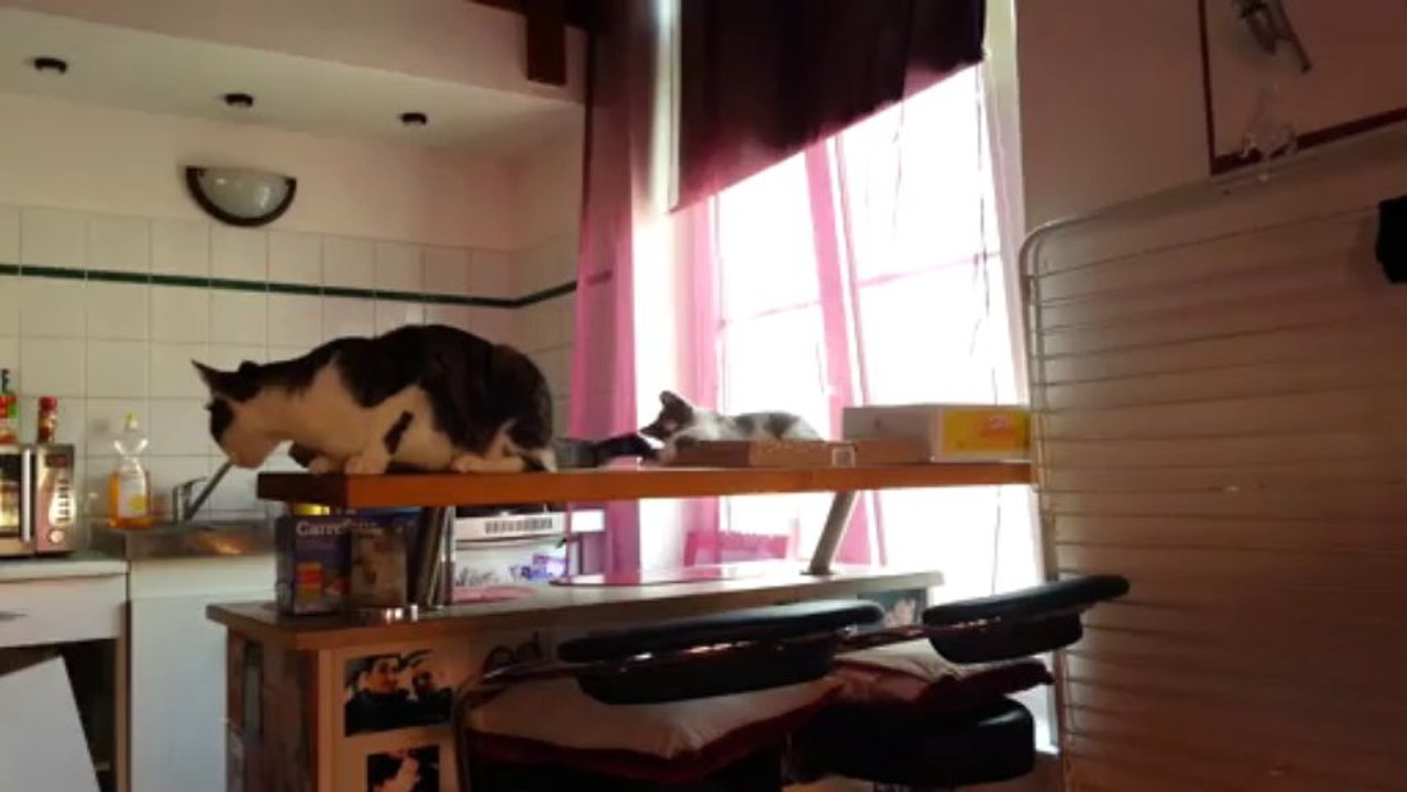 E.T joue avec la queue de Simba - Août 2013