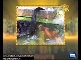 Swans feeding fishes - WOW