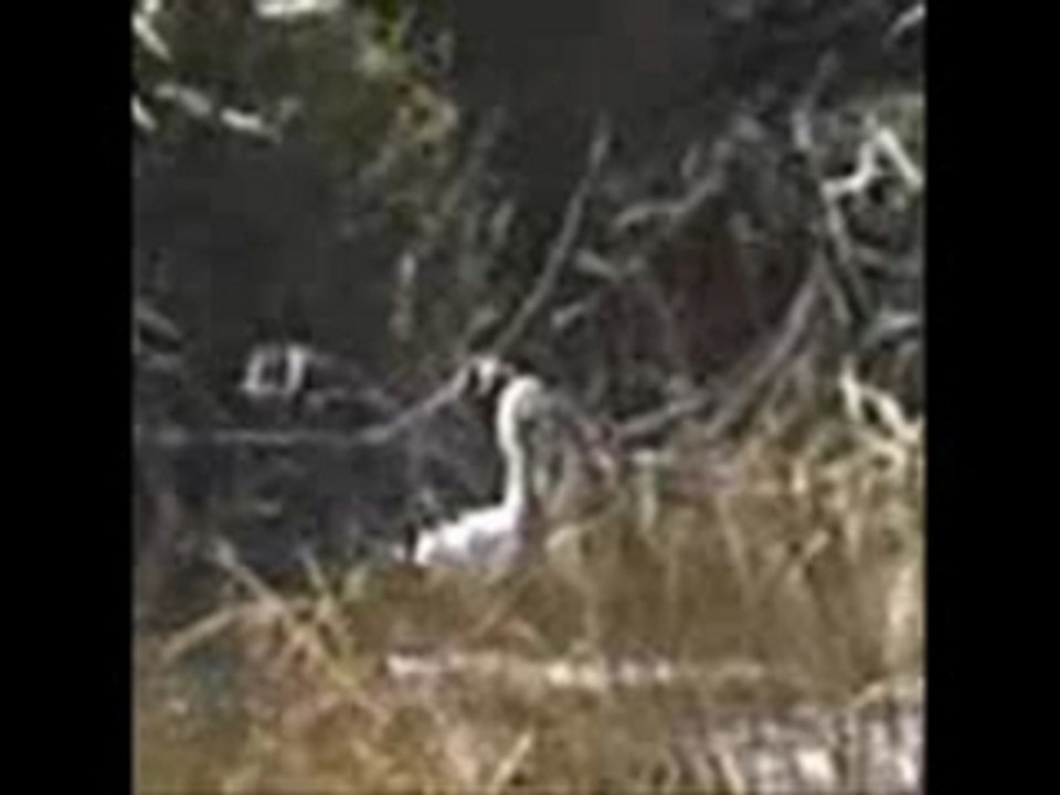 Aigrette_StJust