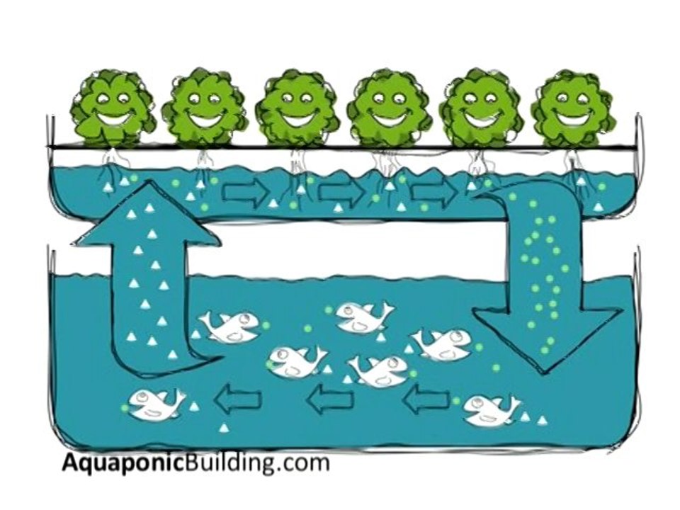 DIY Aquaponics (Build your own)