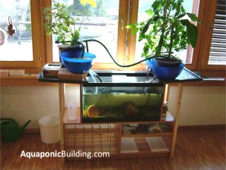 10 Indoor aquaponic systems