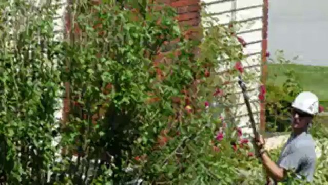 Tree Removal Services by JW Tree and Land Service!