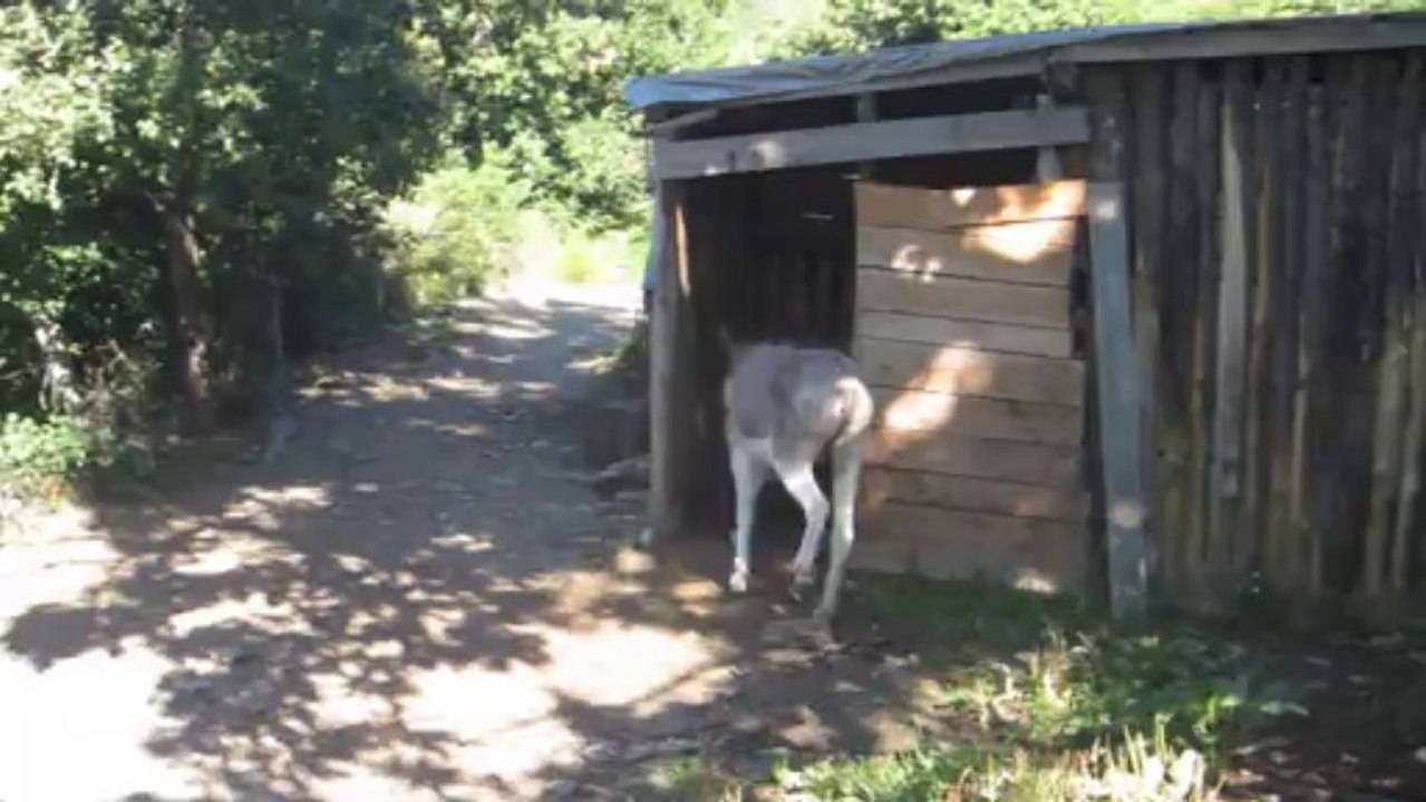 ÂNES ET ÂNONS EN LOZÈRE  ----  AOÛT 2013