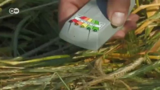 Kornkreis-Tourismus in England | Euromaxx