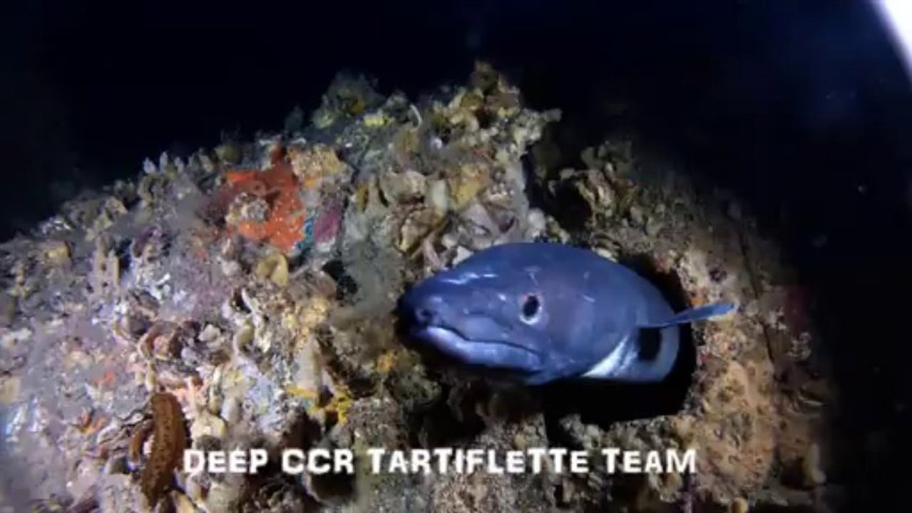 plongée recycleur trimix dornier port cros congre deep ccr tartiflette team