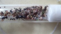 164.HDV-Mb17&lasius.20130815.bob