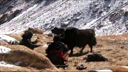 1602.Yak running in the Mountains of Ladakh