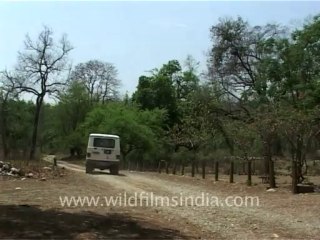 1026.Jeep safari from Dhangarhi gate in Corbett National Park