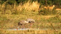 1051.Sarus Crane displaying and trumpeting gloriously!