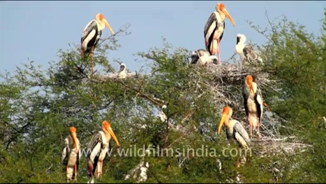 1056.Painted Storks in Bharatpur National Park