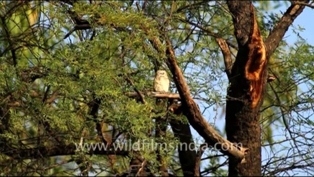 1058.Owls in Bharatpur Sanctuary