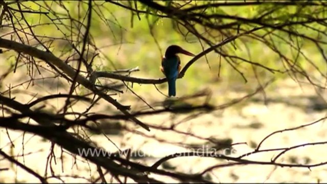 1060.Kingfisher in Keoladeo National Park