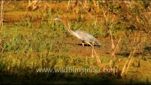 1067.Purple Heron in Keoladeo National Park