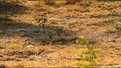 1072.Hoopoe or Upupa epops in Bharatpur national Park