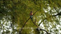 1074.Indian Roller or Blue Jay