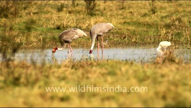 1075.Pair of Sarus Crane