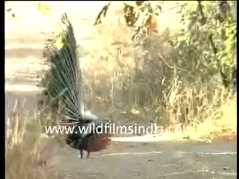 108. Peacock Dancing