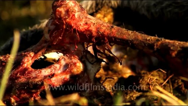 1085.Dead Calf in Bharatpur