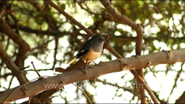 1090.Magpie Robin, Bharatpur