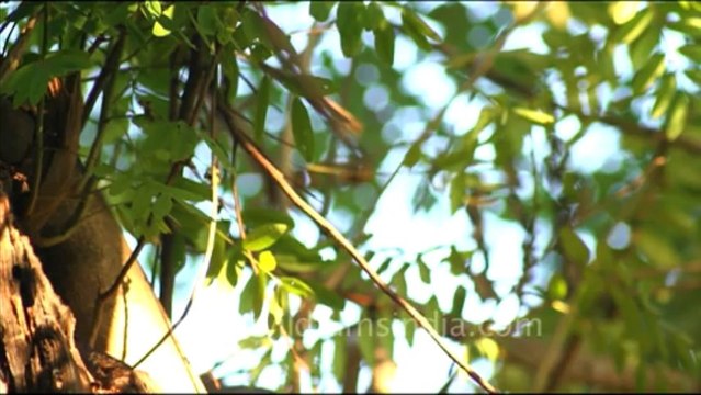 1091.Owls in Keoladeo National Park